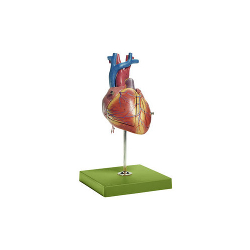 FETAL HEART