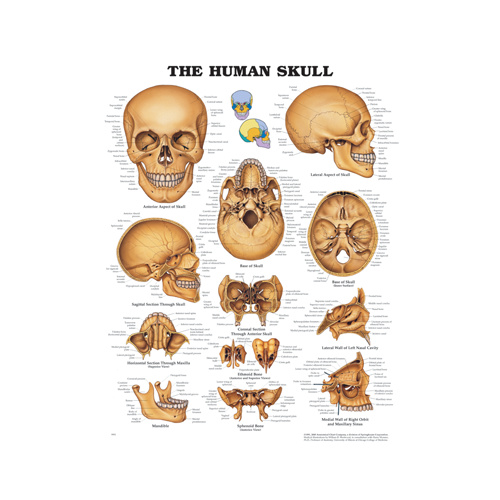 Anatomical Chart- The Human Skull