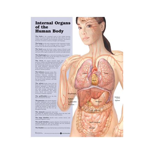 Anatomical Chart- Internal Organs of the Human Body
