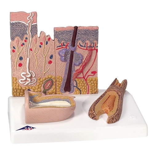 Anatomical Skin Section Model