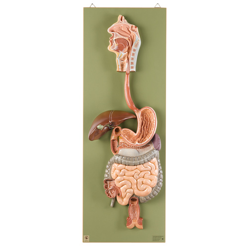 Digestive Tract (2pt)