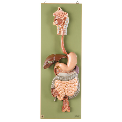 Digestive Tract (3pt)