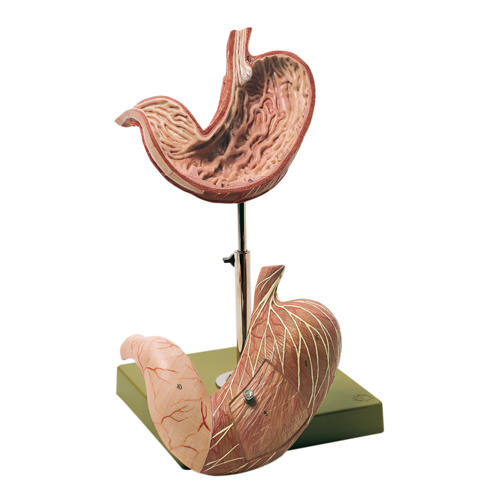 Stomach (2pt)