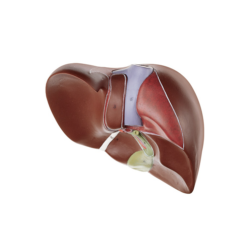 Liver