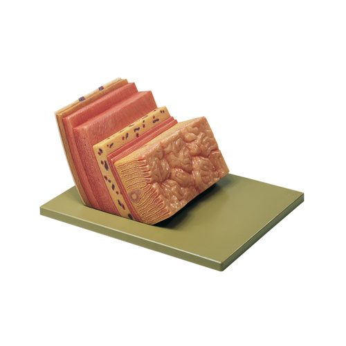 Stomach Wall