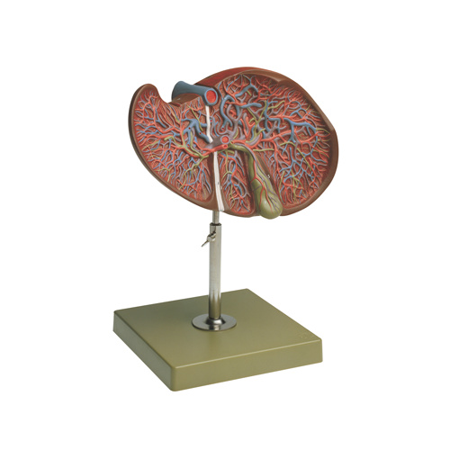 Liver and Gall Bladder