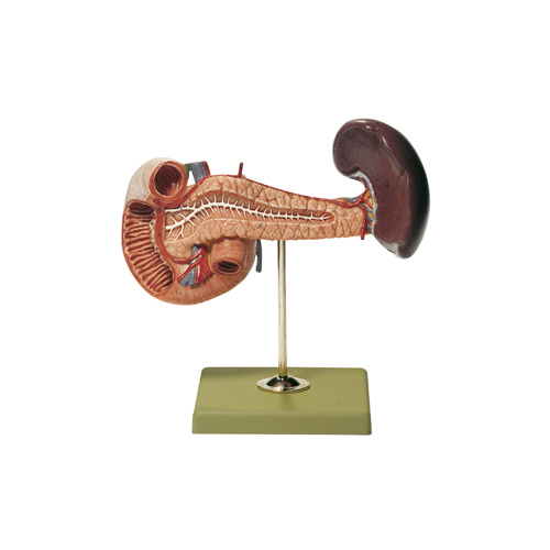 Pancreas with Spleen and Duodenum