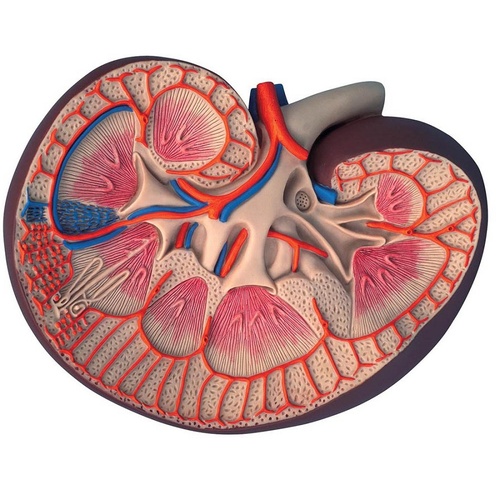 Anatomical Model of Basic Kidney Section
