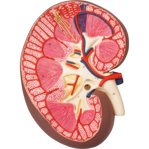  Anatomical Models K10 Kidney Section