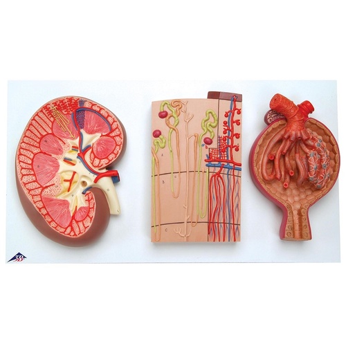 Anatomical Model about K11 Kidney Section