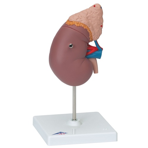 Anatomical Models about Kidney with Adrenal Gland