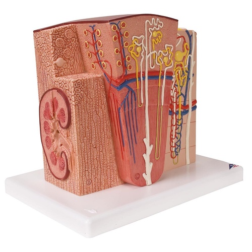 Anatomical Models of 3B MICROanatomy Kidney