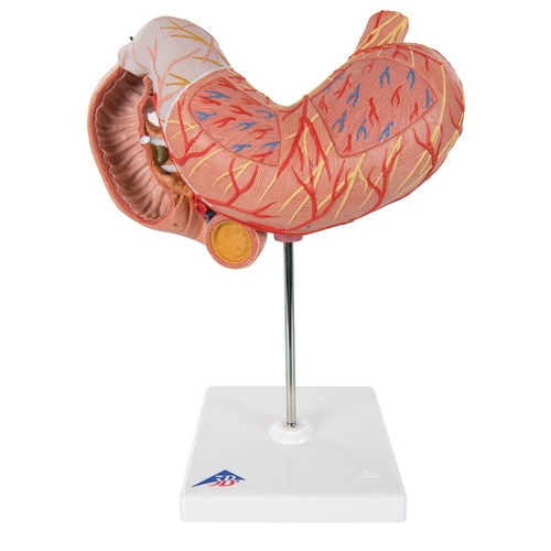 Anatomical Stomach, Duodenum and Pancreas Model