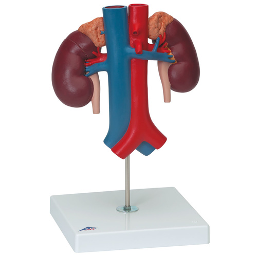 Anatomical Model- Kidneys with Vessels 2 Part