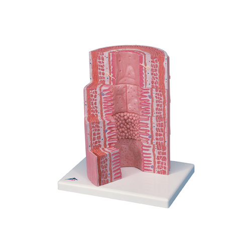 Anatomical Microanatomy Digestive System Model