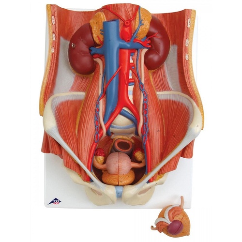 Anatomical Urinary System Model