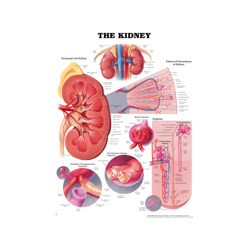 Anatomical Chart- The Kidney