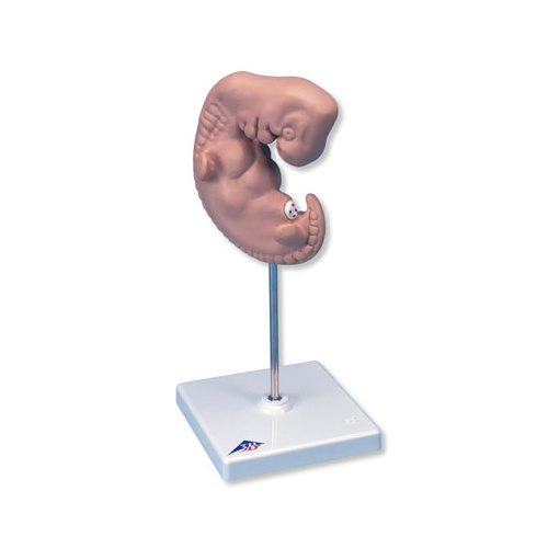 Anatomical Models of Human Embryo