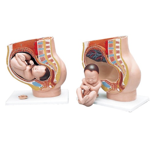 Anatomical Pregnancy Pelvis Model