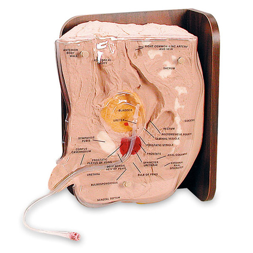 Life/form® Male Cath-Ed 1 Simulator
