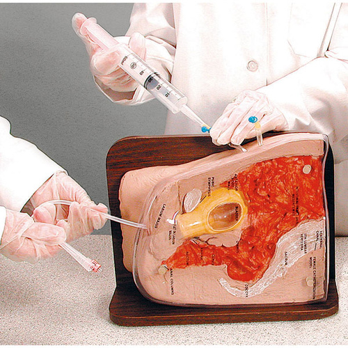 Life/form Female Cath-Ed 2 Simulator