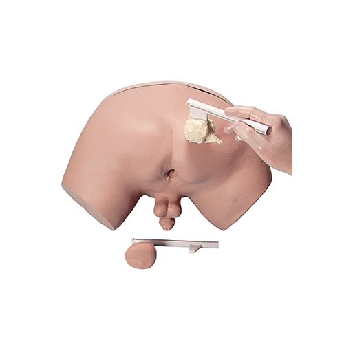 nasco life form prostate examination simulator model nasco nasco order form