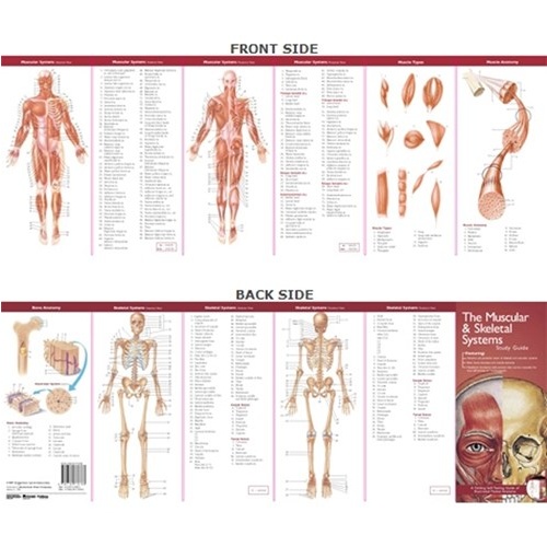 Anatomical Poster Chart- The Muscular & Skeletal Systems Study Guide