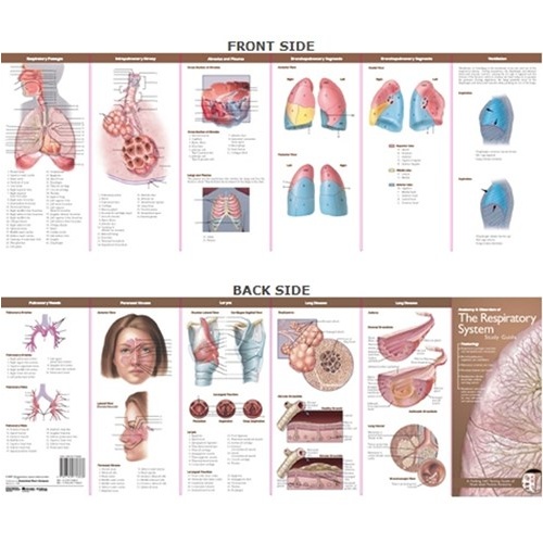 Anatomical Pocket Chart- Anatomy & Disorders of The Respiratory System Study Guide