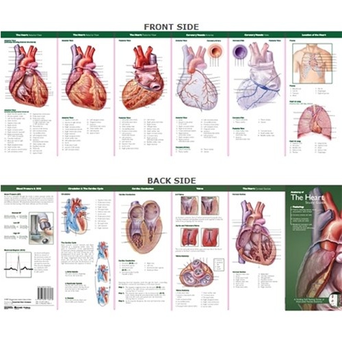 Anatomical Pocket Chart- Anatomy of The Heart Study Guide