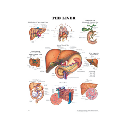 The Liver Chart