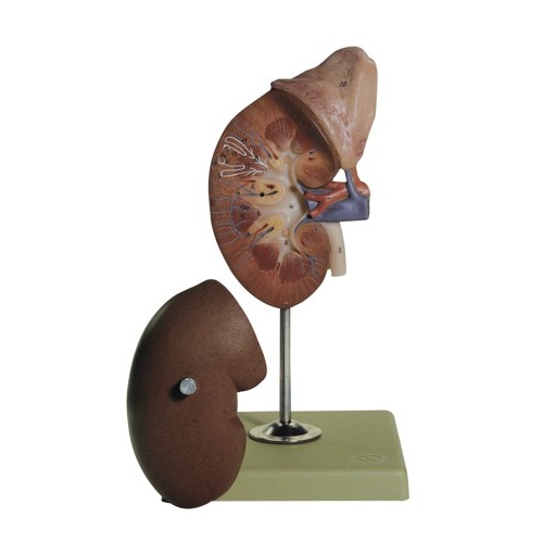 Right Kidney and Adrenal Gland