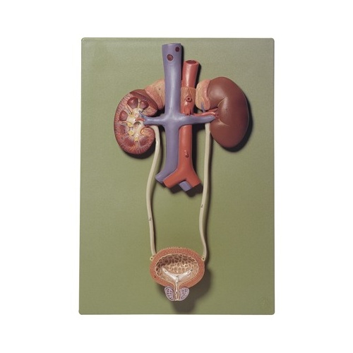 Urinary Organs