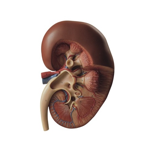 Right Kidney
