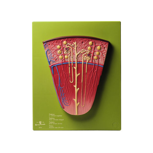 NEPHRON