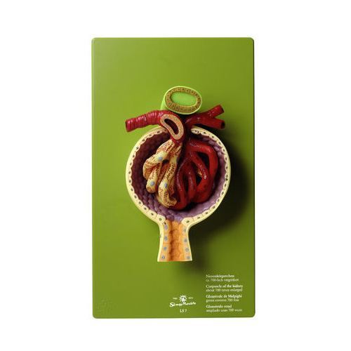 GLOMERULUS