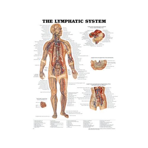 The Lymphatic System Chart