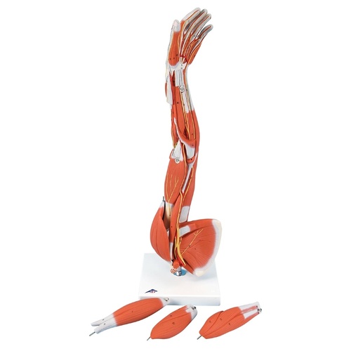 Anatomical Muscled Arm Model
