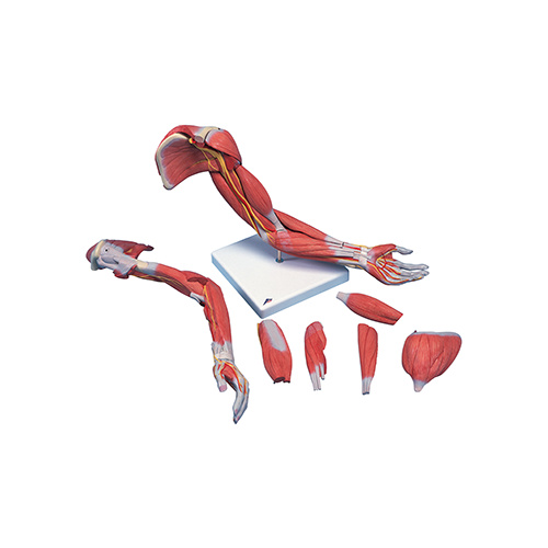 Anatomical Model - Deluxe Muscled Arm Model
