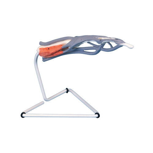 Anatomical Models about Finger Structure