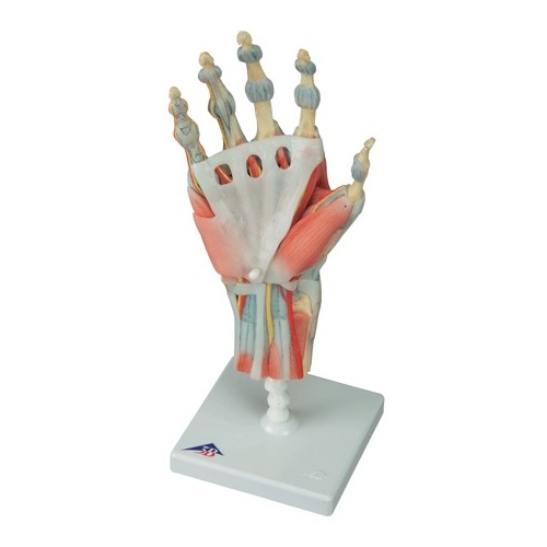 Anatomical Models for Hand Skeleton with Ligaments and Muscles