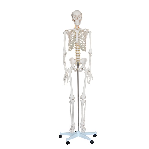 Anatomical Model Life-Size Skeleton 180cm Tall 