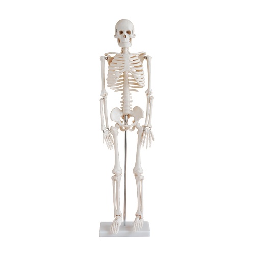 Anatomical Model Skeleton - 85cm Tall