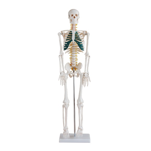 Anatomical Model 85cm Skeleton with Spinal Nerves