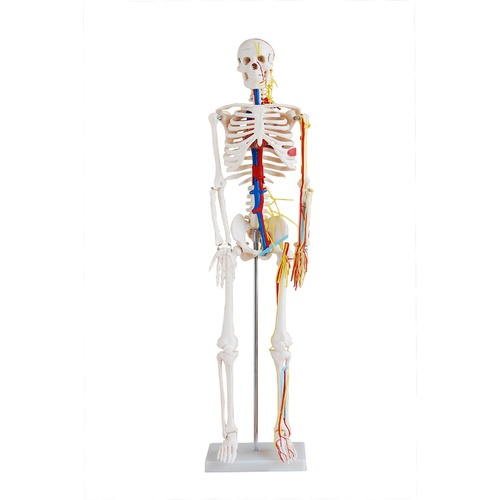Anatomical Model 85cm Skeleton with Nerves and Blood Vessels