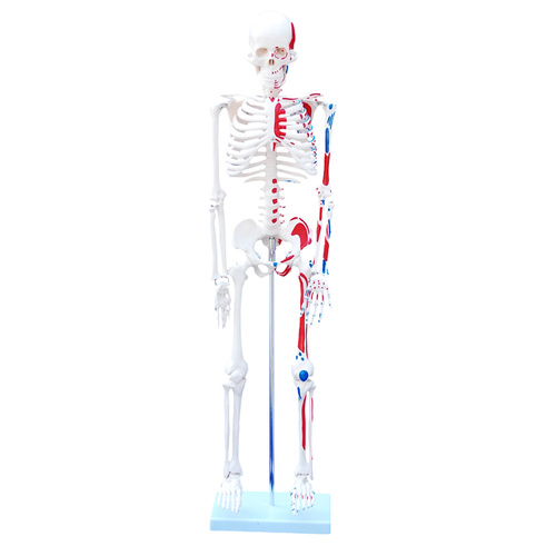 85cm Anatomical Skeleton Model with Painted Muscles