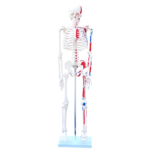 Anatomical Model 85cm Skeleton with Painted Muscles