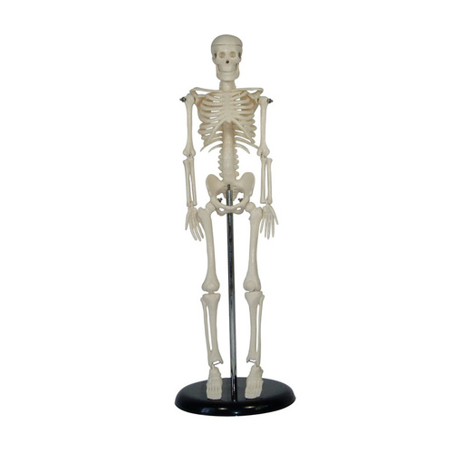 Mini Skeleton Model of 45cm