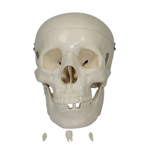 Anatomical Model Life-Size Skull