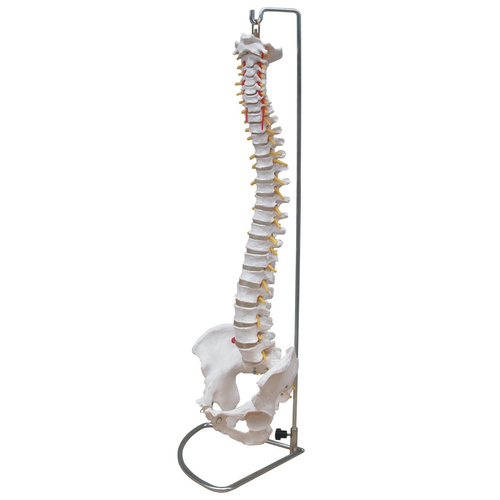 Anatomical Model Life-Size Vertebral Column with Pelvis