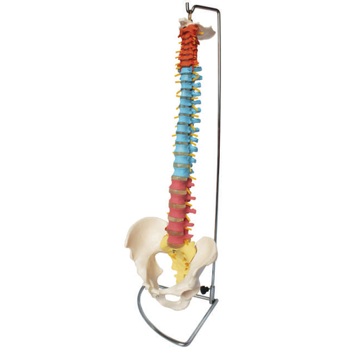 Anatomical Model of Didactic Flexible Vertebral Column W / Pelvis Model